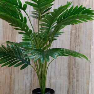 Areca Palm Tree with Black Pot & Stones